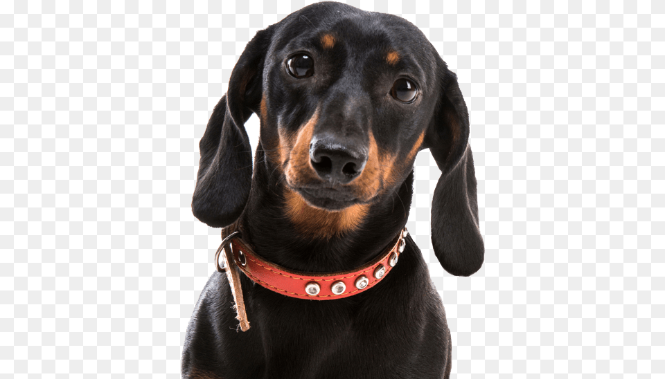 Dachshund Dachshund, Accessories, Animal, Canine, Dog Png