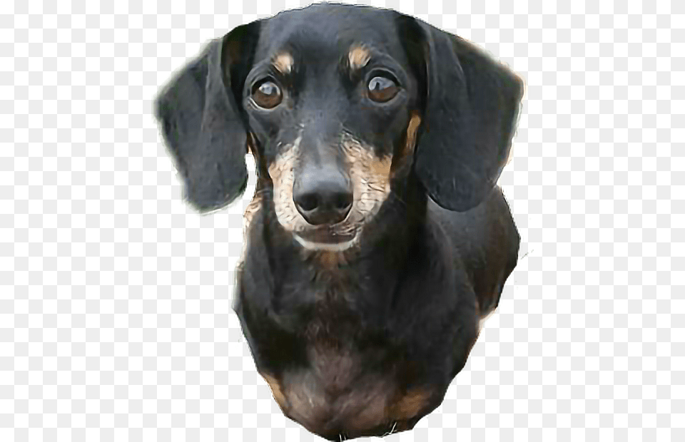 Dachshund Dachshund, Animal, Canine, Dog, Hound Free Png Download