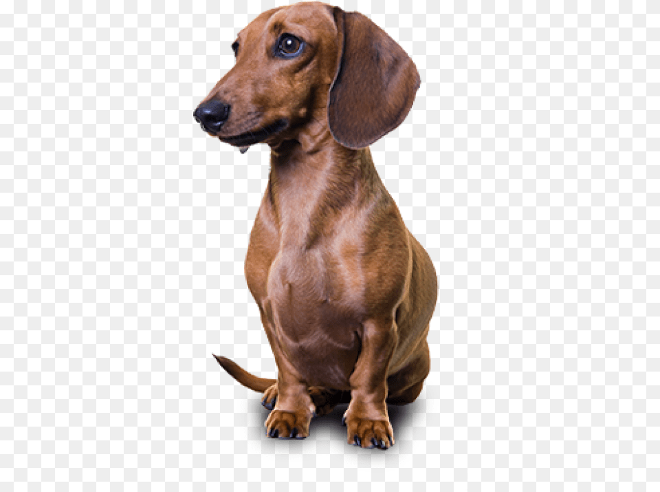 Dachshund Dachshund, Snout, Animal, Canine, Dog Free Png