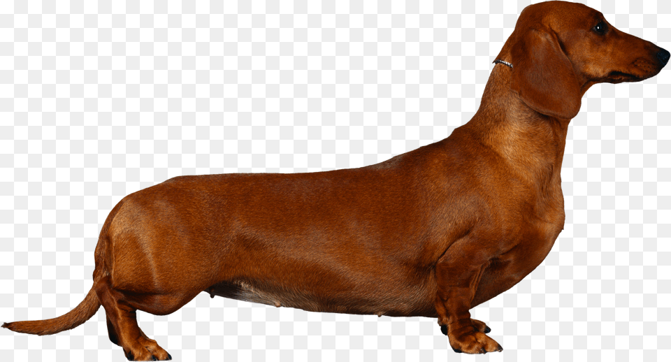 Dachshund Dachshund Cocker Spaniel, Snout, Animal, Canine, Dog Free Png