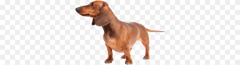 Dachshund Dlpngcom, Snout, Animal, Canine, Dog Free Png Download