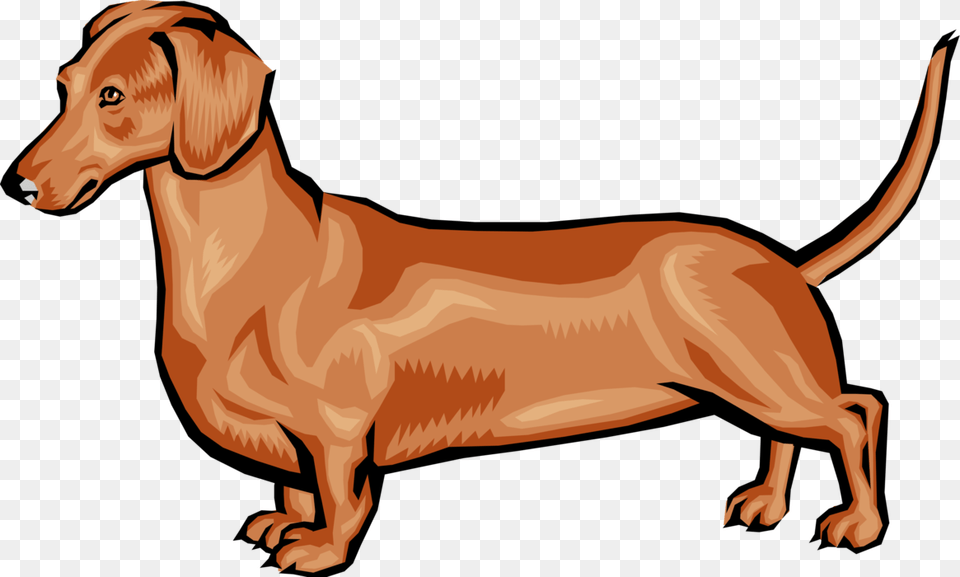 Dachshund Dog, Animal, Canine, Hound, Mammal Png