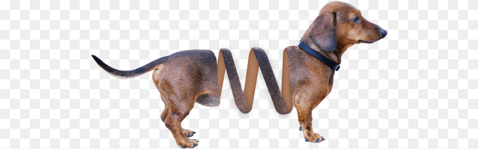 Dachshund Dog Animal Animals Red Bone Coon Hound, Accessories, Snout, Strap, Canine Png Image