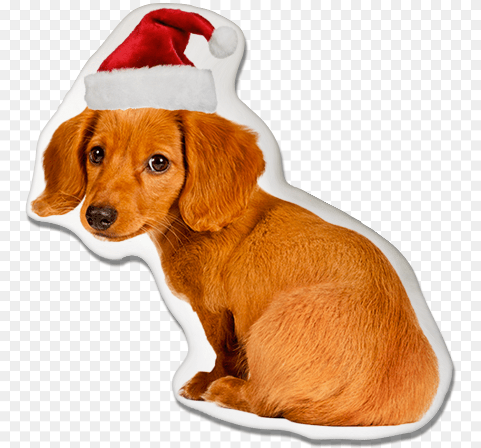 Dachshund Dog Christmas Pillow Worried Dog, Animal, Canine, Mammal, Pet Free Transparent Png