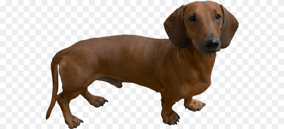 Dachshund Dog Like Hot Dog, Snout, Animal, Canine, Mammal Free Png