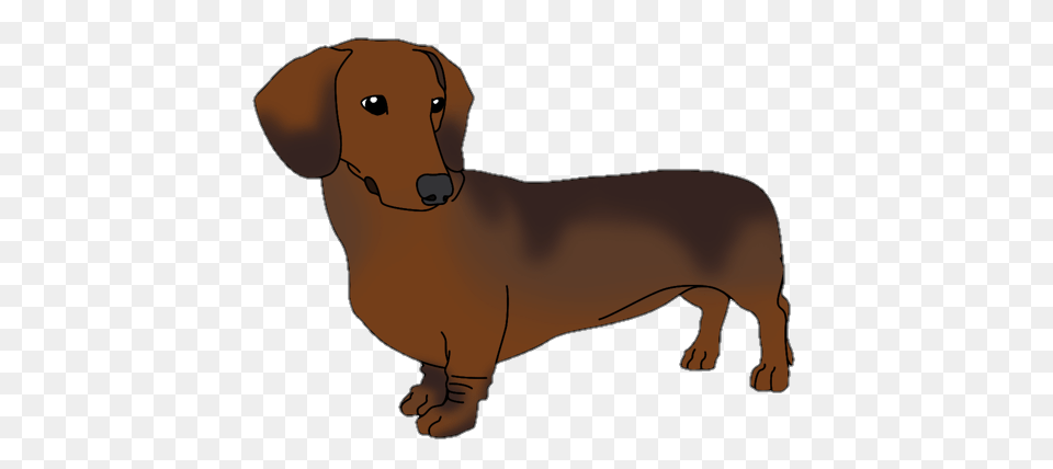Dachshund Dog Puppy Doggo Doxie, Snout, Person Free Transparent Png