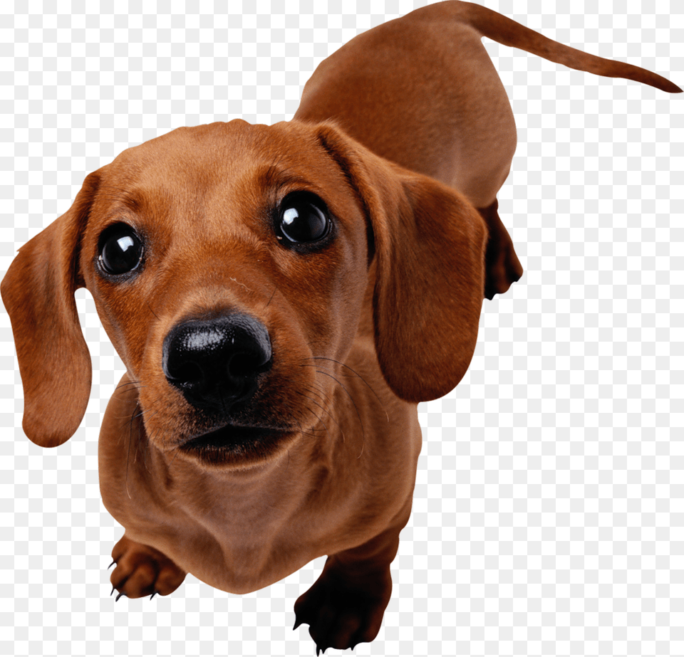 Dachshund Dog Sausage Dog Transparent Background, Animal, Canine, Hound, Mammal Png