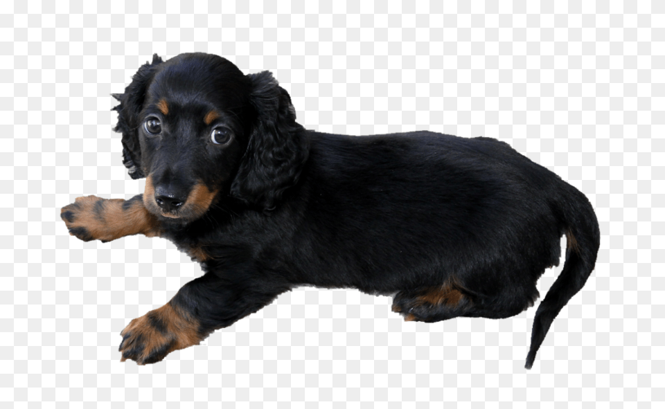 Dachshund Dog Dachshund Dog Images, Animal, Canine, Mammal, Pet Free Transparent Png