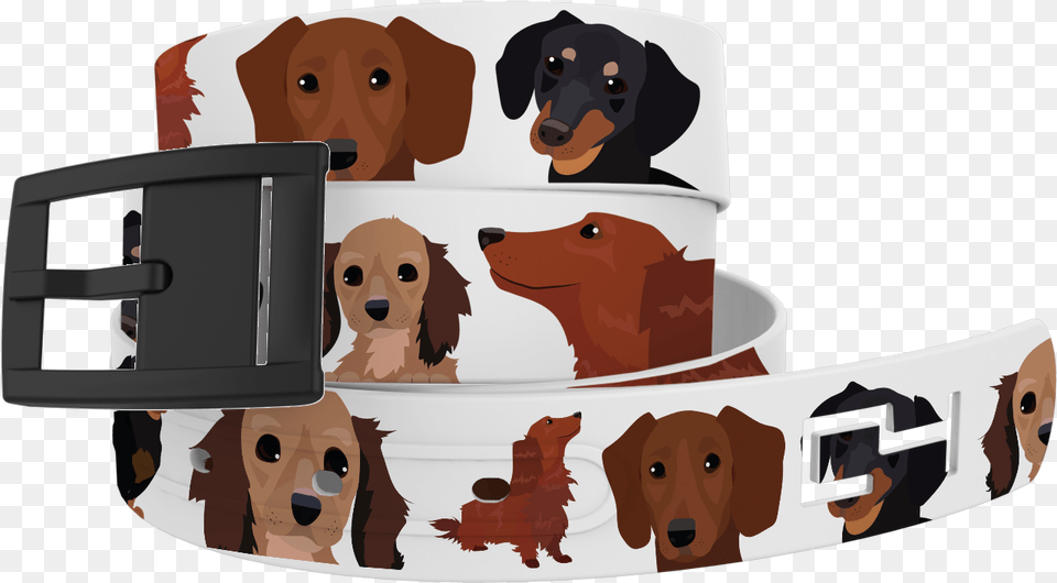 Dachshund Download Dachshund, Accessories, Belt, Animal, Canine Free Png