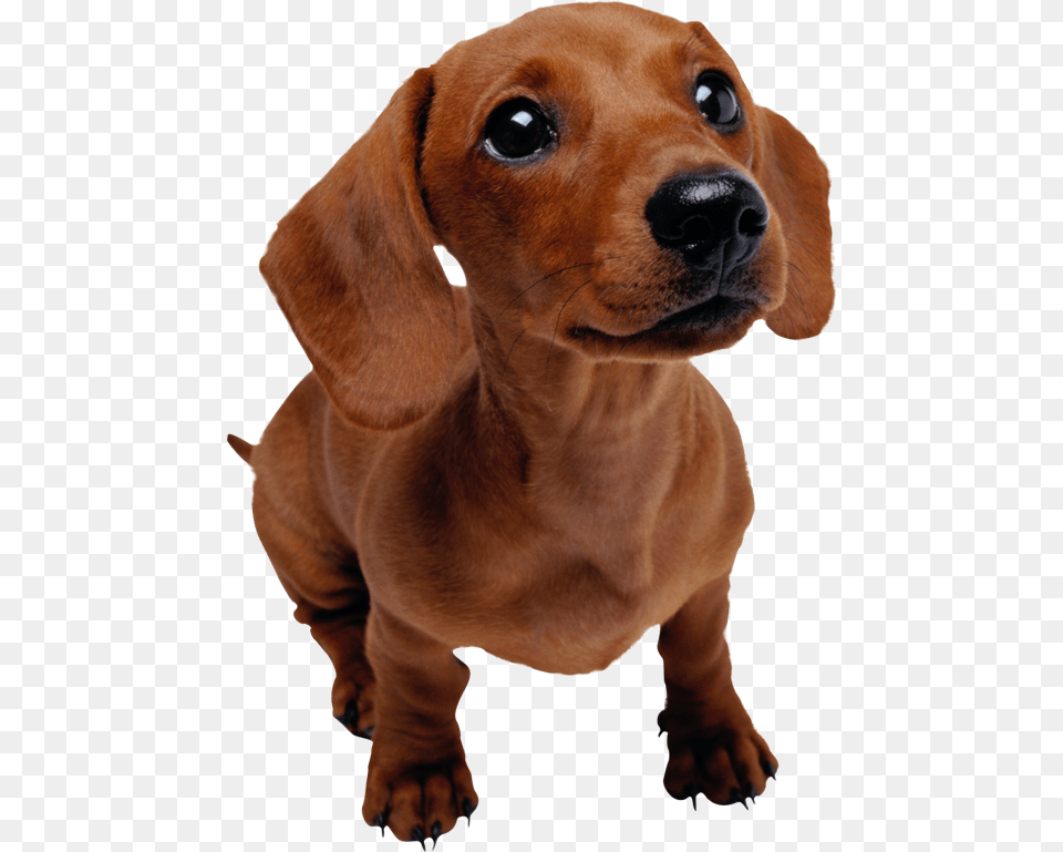 Dachshund Facts Dachshund Puppy Transparent Background, Animal, Canine, Dog, Mammal Free Png Download