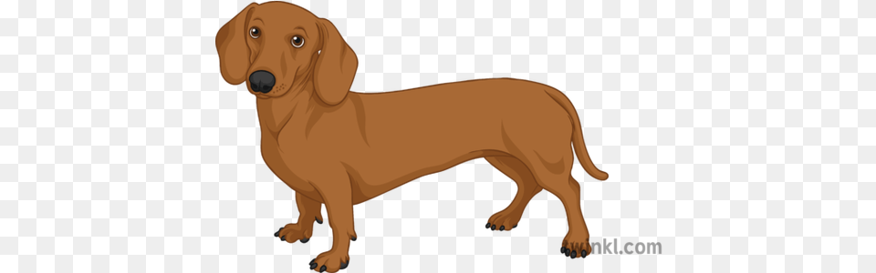 Dachshund General Sausage Dog Pets Animals Long Secondary Dachshund, Snout, Animal, Canine, Mammal Png Image