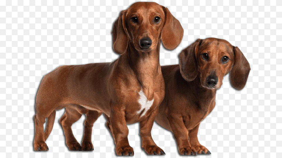 Dachshund Basset Hound And Weiner Dog, Animal, Canine, Mammal, Pet Png Image