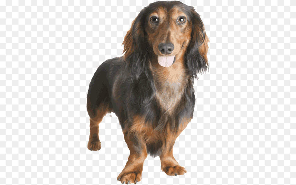 Dachshund Image Dachshund, Snout, Animal, Canine, Dog Free Png Download