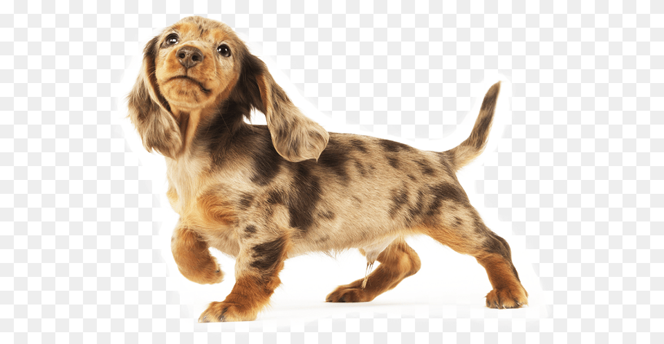 Dachshund Long Haired Dachshund Animal, Canine, Dog, Mammal Free Transparent Png