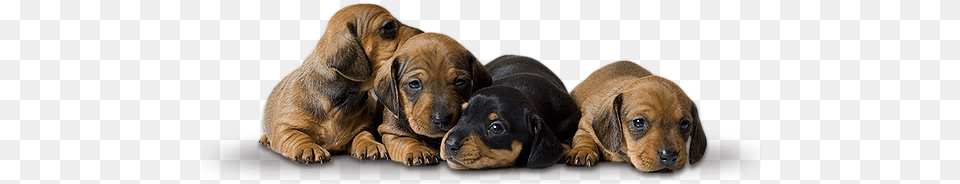 Dachshund Puppies Dachshund Puppies, Animal, Canine, Dog, Mammal Png Image