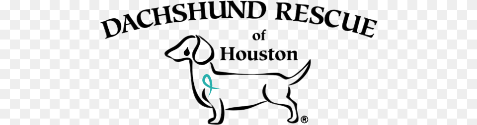 Dachshund Rescue Of Houston, Animal, Canine, Dog, Hound Free Transparent Png