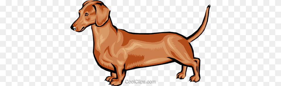 Dachshund Royalty Vector Clip Art Illustration, Snout, Animal, Canine, Dog Png Image