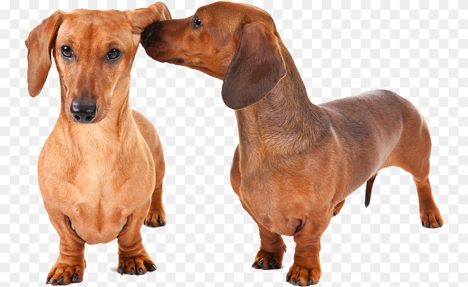 Dachshund Weiner Dog, Snout, Animal, Canine, Mammal Free Png