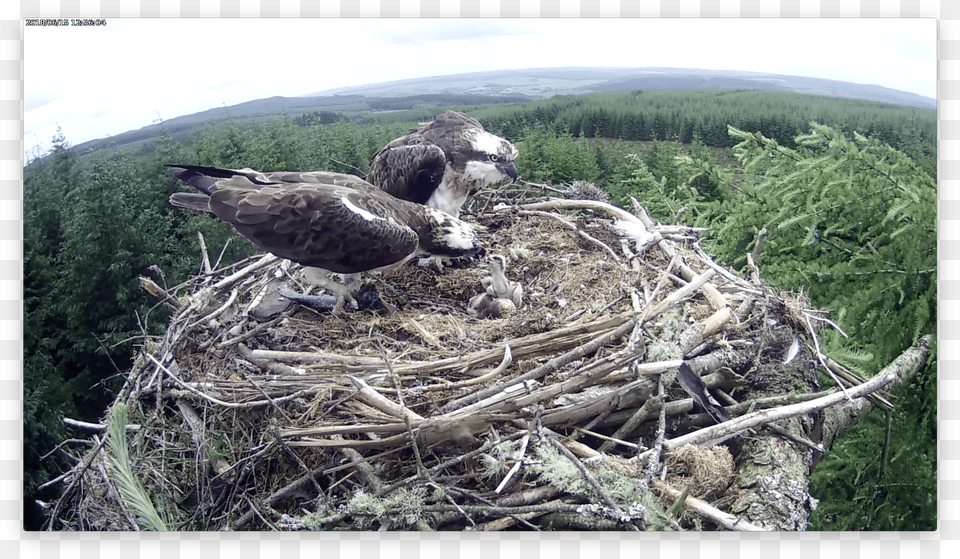 Dad Feeds His Eldest Forestry Commission England Kielder Northumberland Png Image
