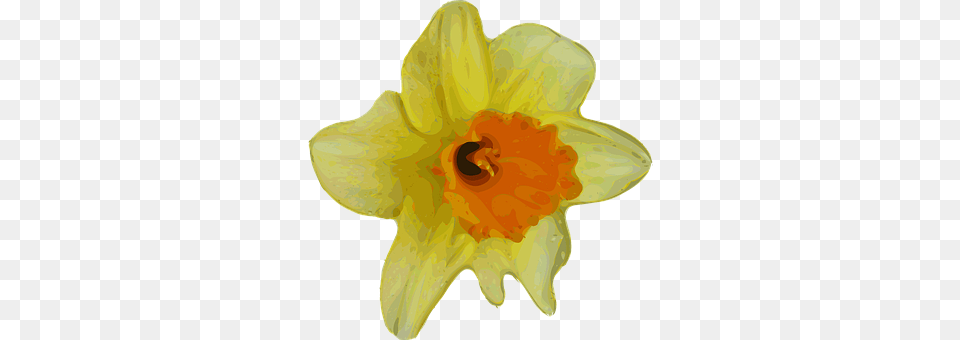 Daffodil Flower, Plant Free Transparent Png