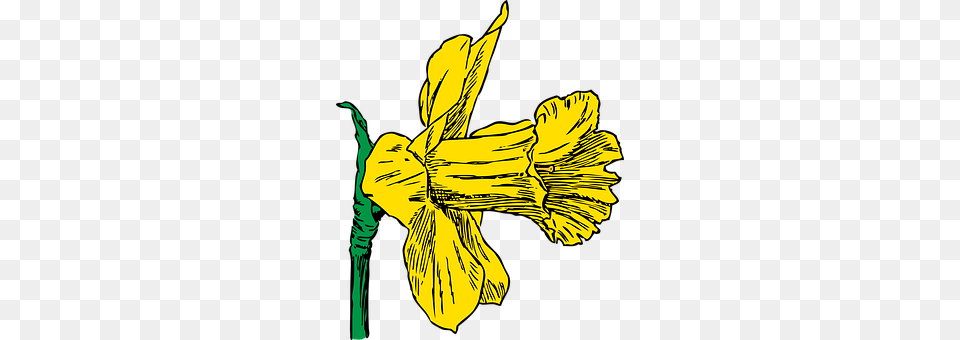 Daffodil Flower, Plant, Iris, Adult Free Png