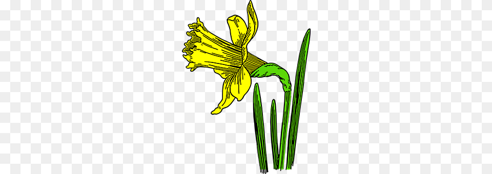 Daffodil Flower, Plant, Person Free Png