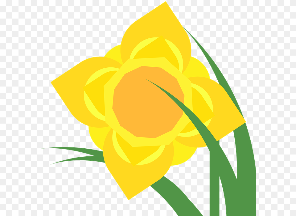 Daffodil, Flower, Plant, Person Free Png