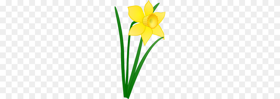 Daffodil Flower, Plant, Person Free Png