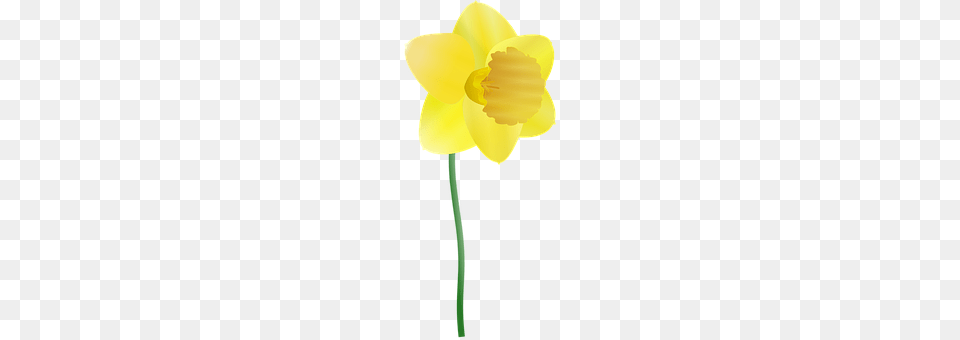 Daffodil Flower, Plant, Ammunition, Grenade Free Png Download
