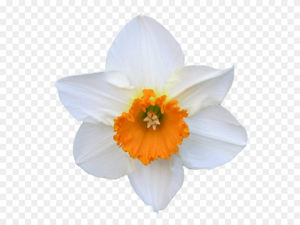 Daffodil Flower, Plant, Person Free Transparent Png