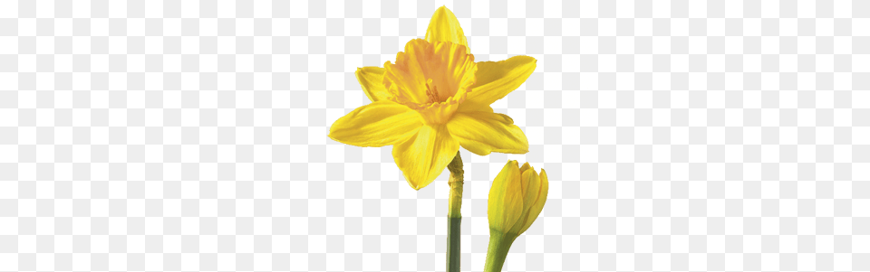 Daffodil Background Flower Daffodil, Plant Free Transparent Png