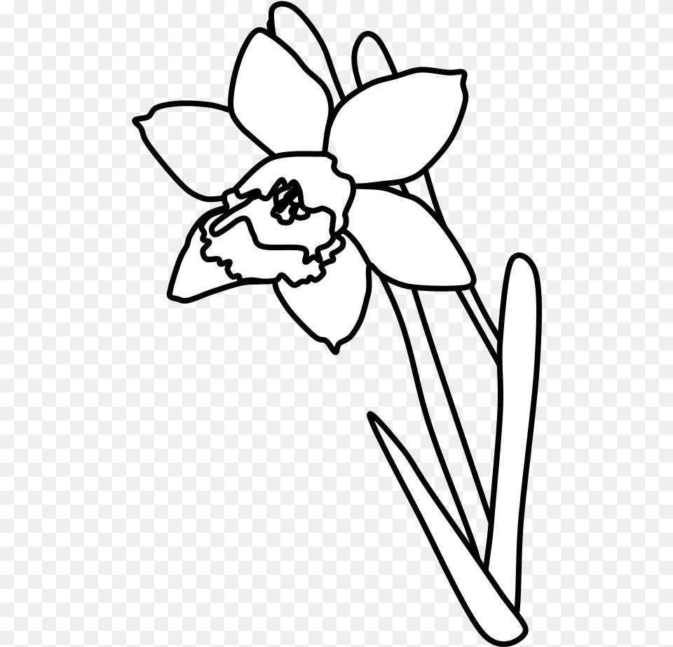 Daffodil Black And White Cartoon, Flower, Plant, Stencil, Person Png Image