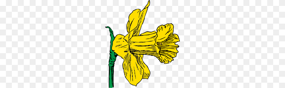 Daffodil Bloom Clip Arts For Web, Flower, Plant, Iris, Adult Png