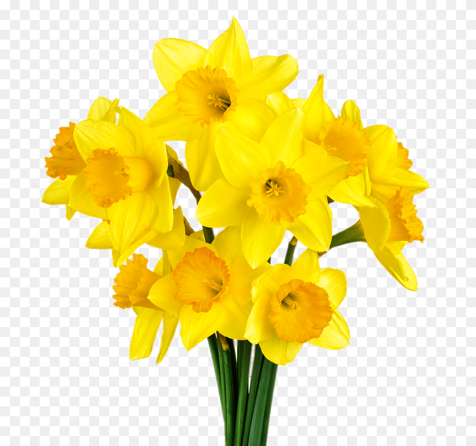 Daffodil Bunch, Flower, Plant Free Png Download