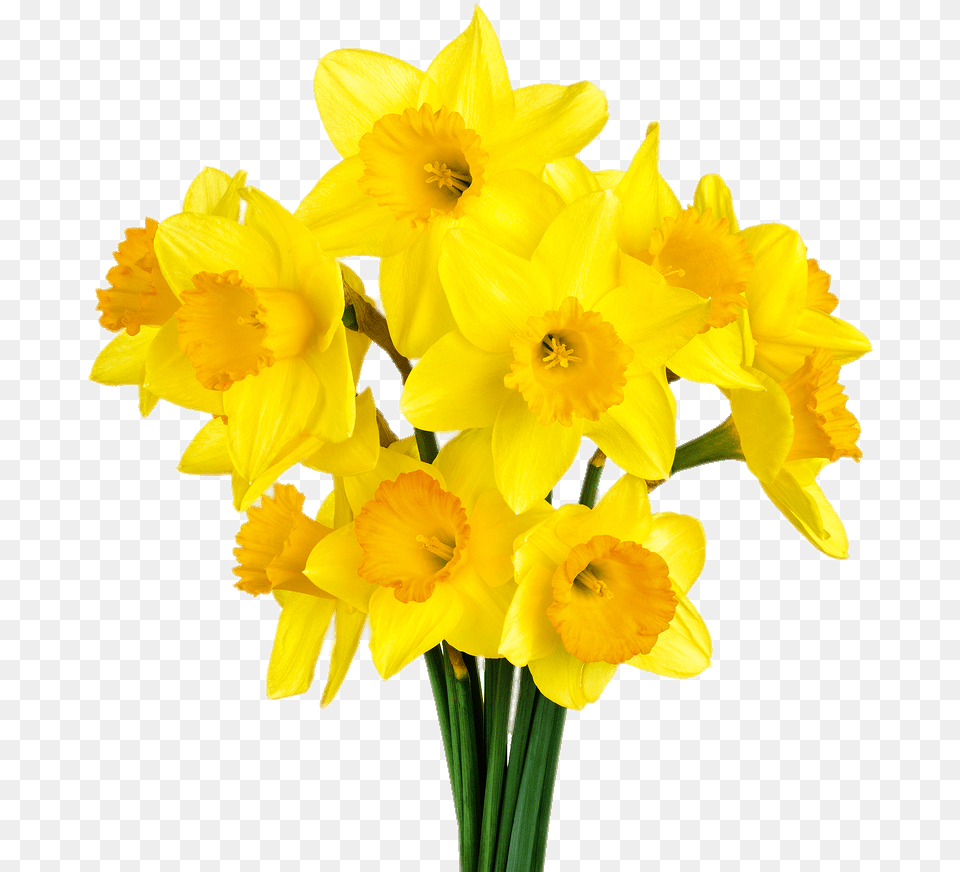 Daffodil Bunch Bunch Of Daffodils, Flower, Plant Free Png