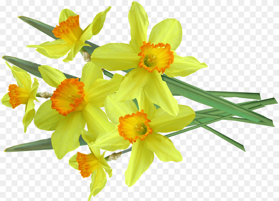 Daffodil Bunch Cut Out Narcissus, Flower, Plant Free Png Download
