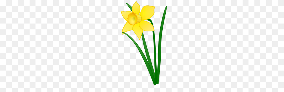 Daffodil Carbondale Public Library, Flower, Plant Png
