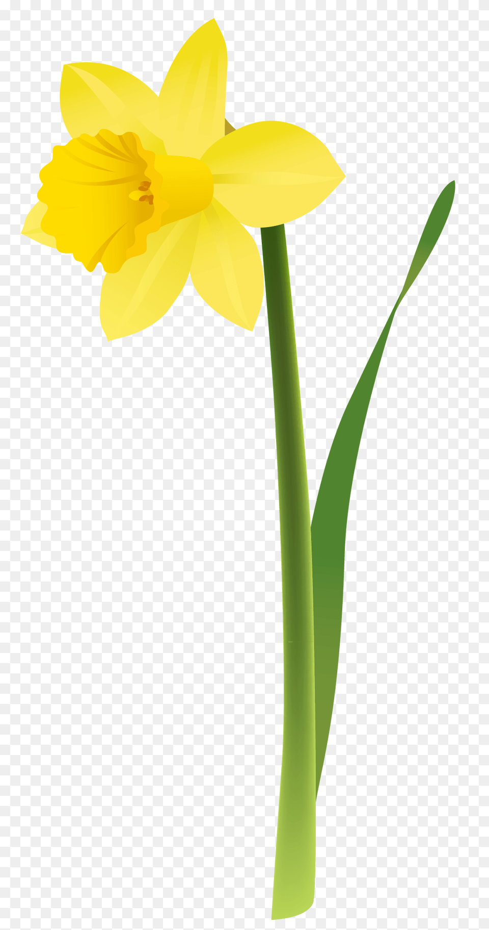 Daffodil Clip Art, Flower, Plant Png Image