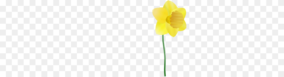 Daffodil Clip Art, Flower, Plant Free Transparent Png
