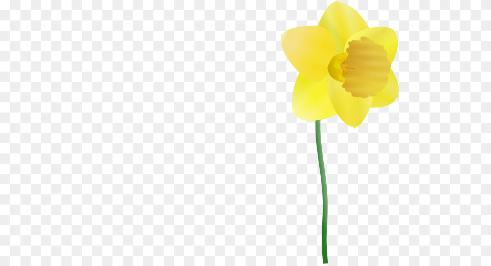 Daffodil Clip Art Free Vector, Flower, Plant Png