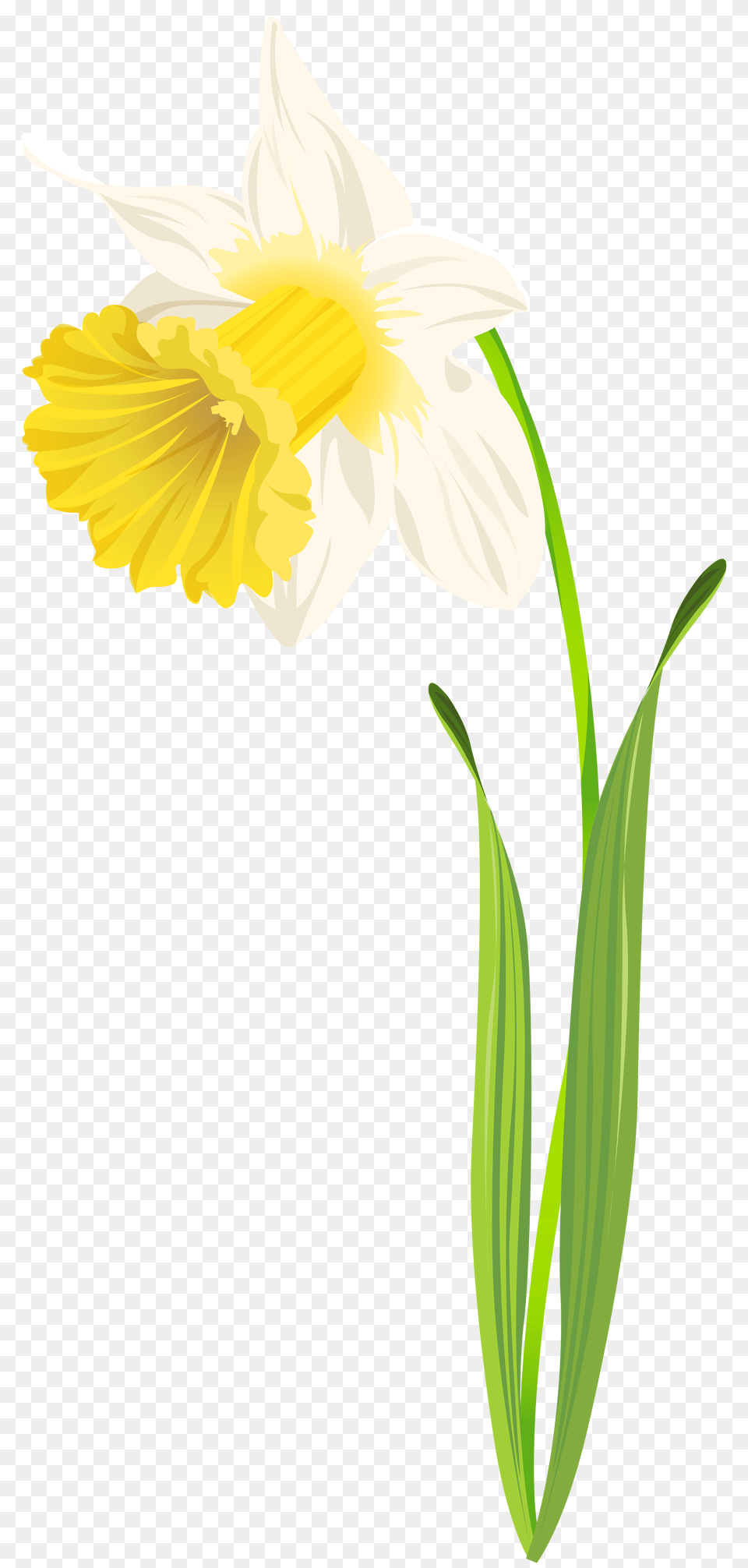 Daffodil Clip Art Image, Flower, Plant, Cross, Symbol Png