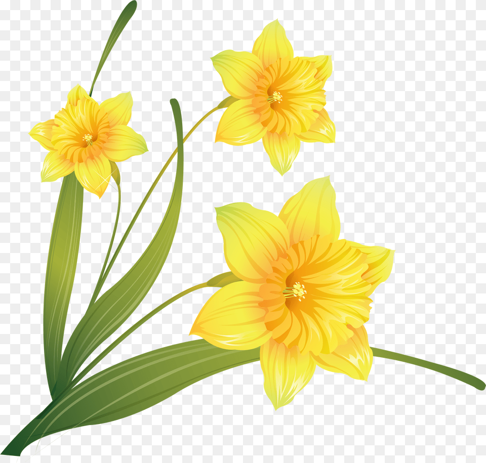 Daffodil Clip Art Background Daffodils, Flower, Plant Free Transparent Png