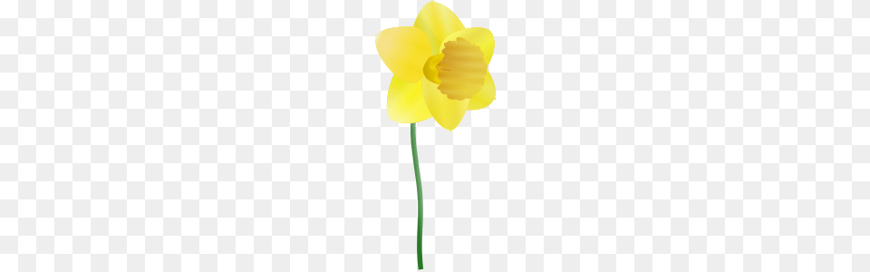 Daffodil Clip Arts Daffod L Clipart, Flower, Plant, Person Free Png