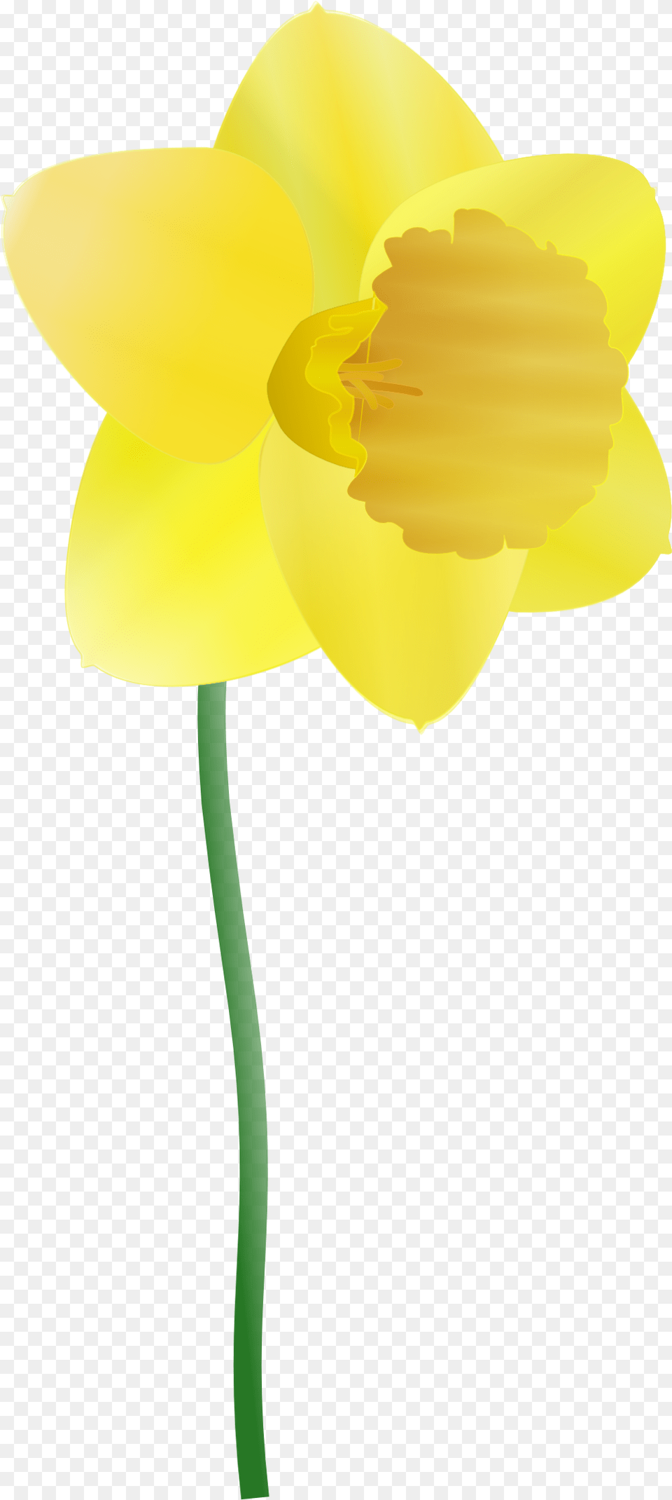 Daffodil Clip Arts For Web Cartoon Daffodils, Flower, Plant Free Transparent Png