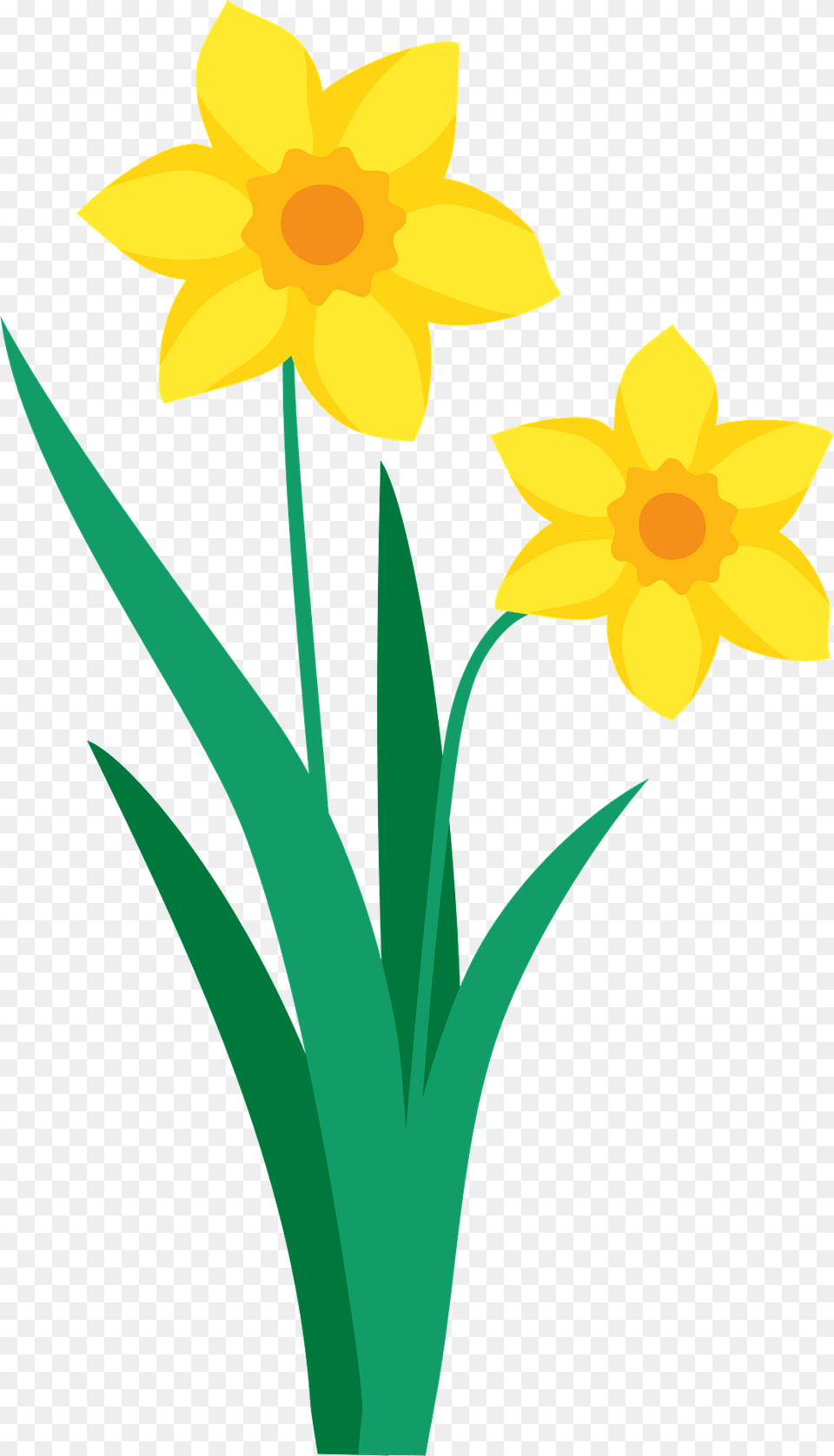 Daffodil Clipart, Flower, Plant Free Png