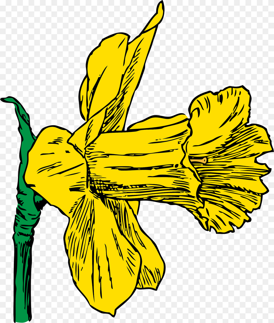 Daffodil Clipart, Plant, Flower, Iris, Adult Png