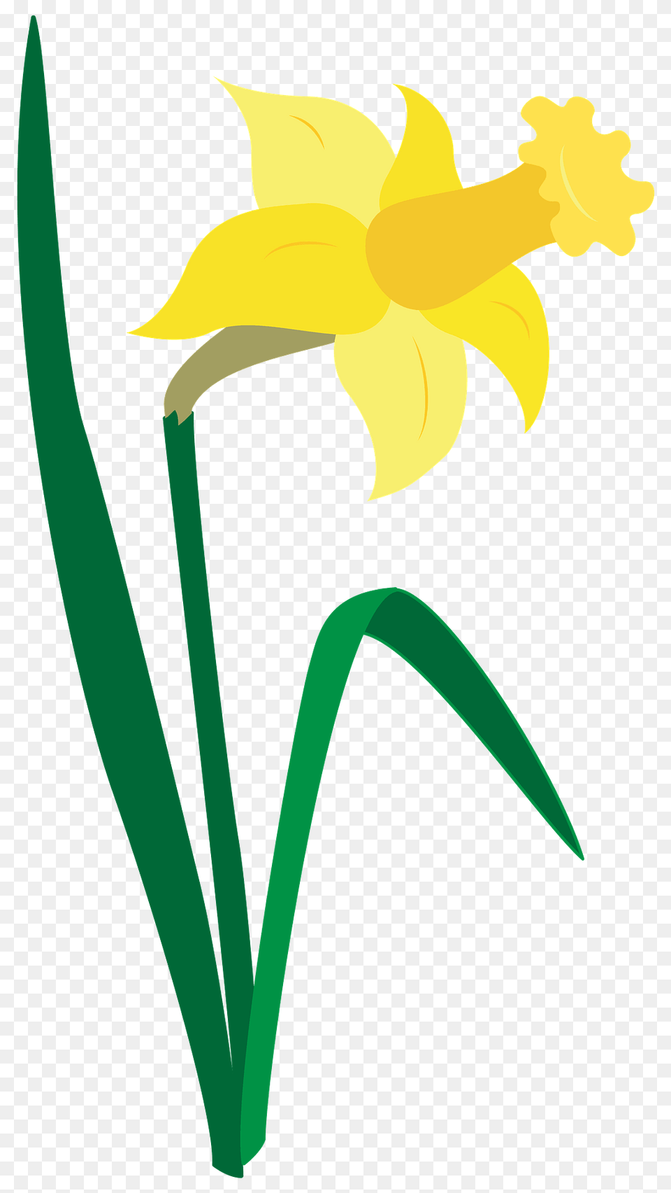 Daffodil Clipart, Flower, Plant, Animal, Fish Png