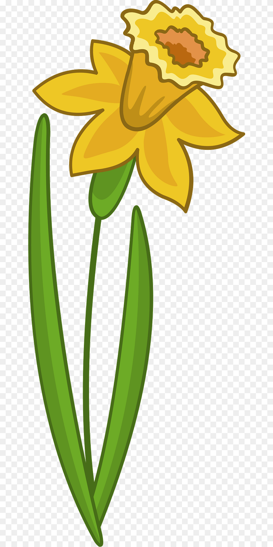 Daffodil Clipart, Flower, Plant Png