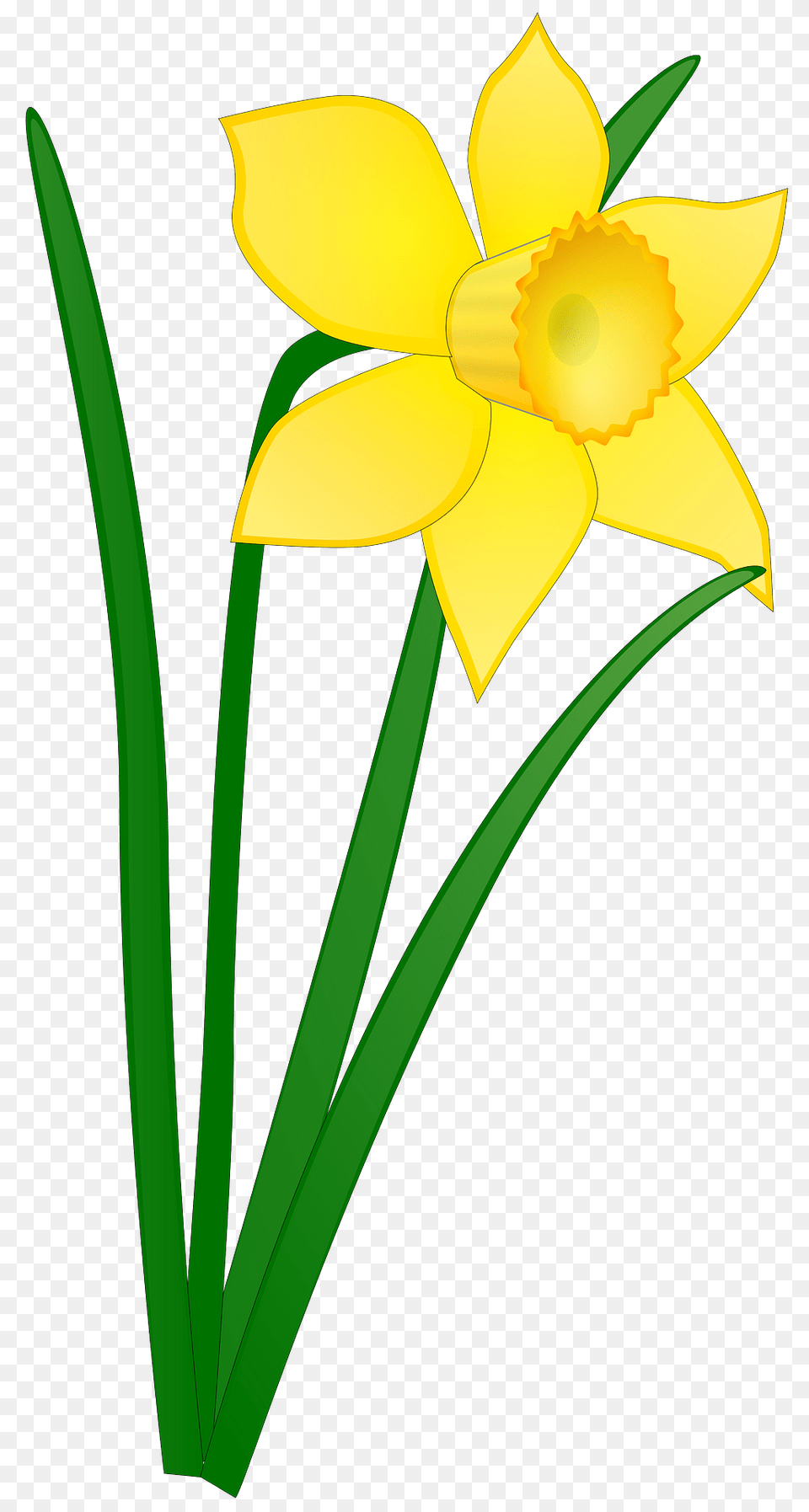 Daffodil Clipart, Flower, Plant Free Png Download