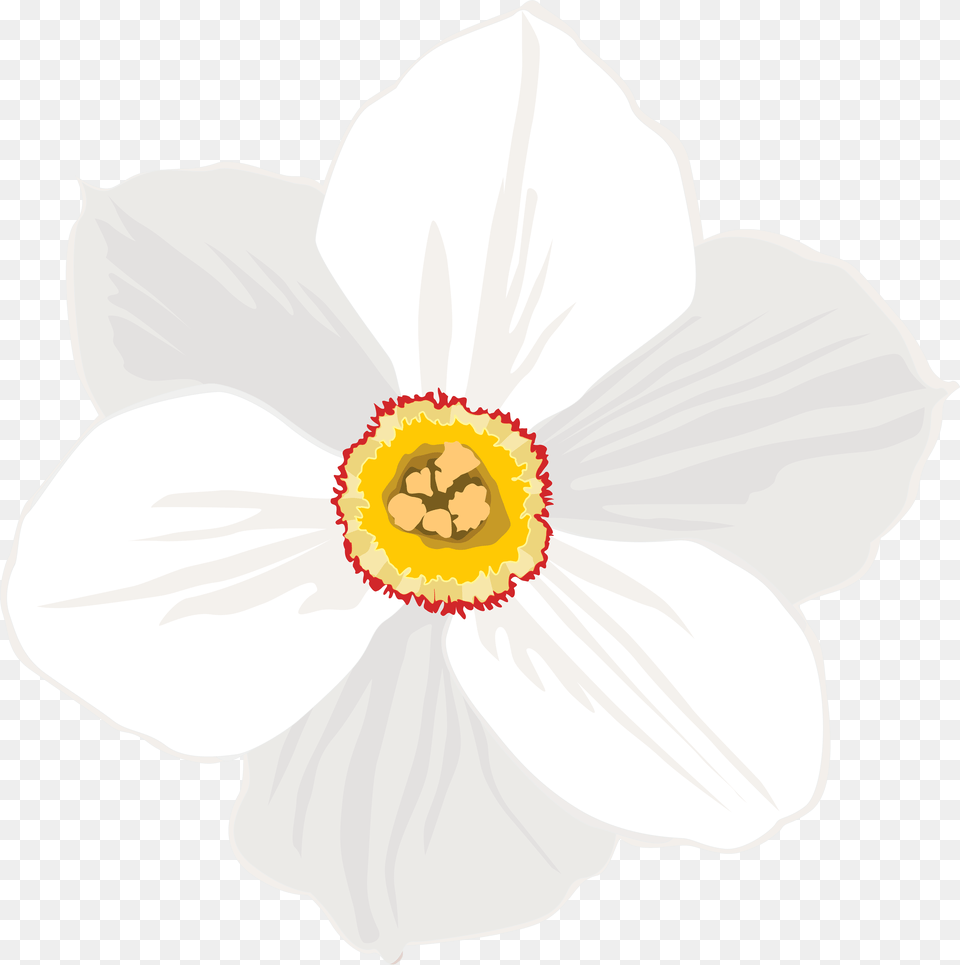 Daffodil Clipart Background, Anemone, Anther, Flower, Plant Free Png